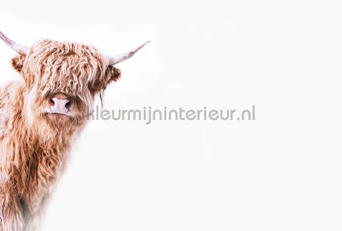 Highland cattle 2 fotomurales dd119825 Moderno - Abstracto Livingwalls