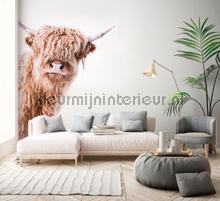 Highland cattle 2 papier murales Livingwalls ARTist dd119825