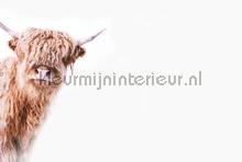 Highland cattle 2 papier murales Livingwalls ARTist dd119825