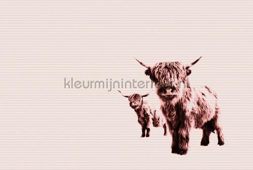 Highland cows fototapet dd119829 ARTist Livingwalls