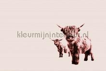 Highland cows fototapet Livingwalls ARTist dd119829