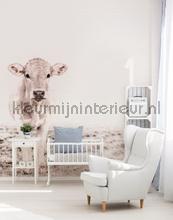 Highland cattle 3 fotobehang Livingwalls dieren 