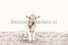 Highland cattle 3 fotobehang Livingwalls dieren 