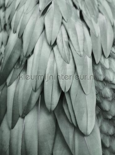 Feathers 2 fotomurali dd119845 ARTist Livingwalls