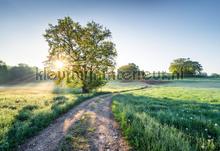 Meadow trail photomural Komar world maps 