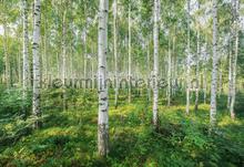 Sunny day fotobehang Komar Bossen 