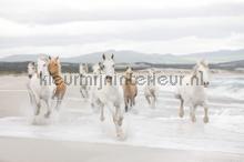 White horses fotobehang Komar dieren 