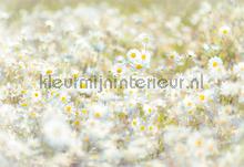 Daisies fototapet Komar verdenskort 