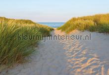 Sandy path fototapeten Komar weltkarten 