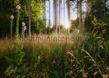 Summer glade fotobehang Komar Bossen 