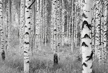 Woods fotobehang Komar Bossen 