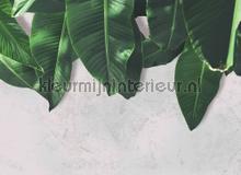 Leaves wall fotomurali AS Creation Designwalls dd118547