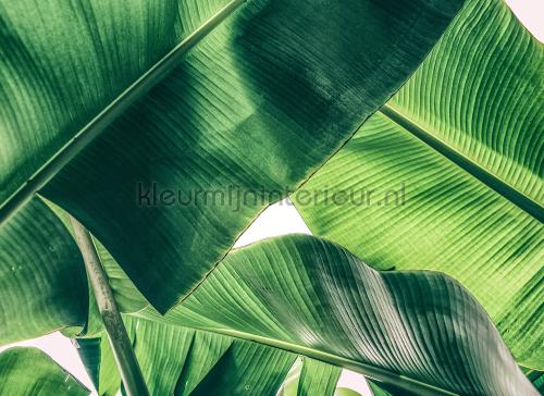 Broken Leaf I fotobehang dd118553 Modern - Abstract AS Creation