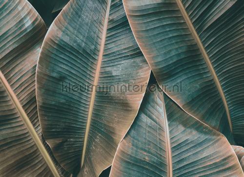 Banana leaves II fototapeten dd118563 Blumen - Pflanzen AS Creation