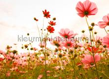 Flower meadow I fotomurali AS Creation Designwalls dd118599
