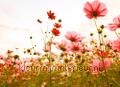 Flower meadow I fotobehang dd118599 Bloemen - Planten Thema