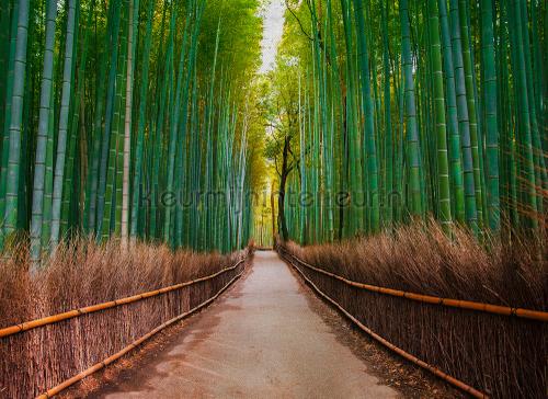 Bamboo lane fototapeten dd118631 Wald AS Creation