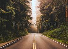 Street through the forest fotomurais AS Creation telhas 