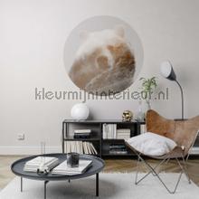 Behangcirkel bearava decorative selbstkleber Komar Selbstkleber top 15 