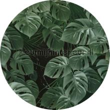 Behangcirkel novel monstera decoration stickers Komar all images 