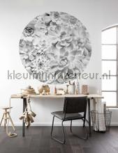 Behangcirkel echeveria stickers mureaux Komar tout images 