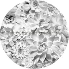 Behangcirkel echeveria stickers mureaux Komar tout images 