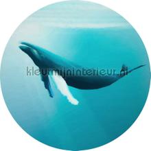 Behangcirkel whale watching fottobehaang Komar tiener 