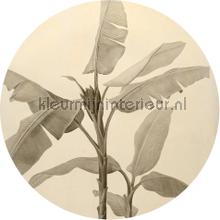 Behangcirkel banana plant wallstickers Komar vindue stickers 