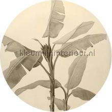 Behangcirkel banana plant wallstickers Komar alle billeder 