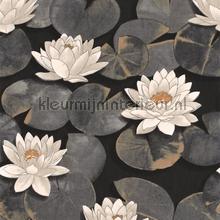Nymphea noir fusain tapet Casadeco Gardens GADN87639874
