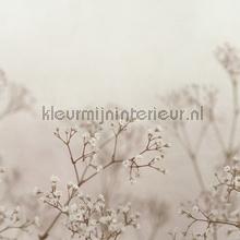 Julia blush fotobehang Sandberg Bloemen Planten 