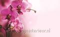 Pink Orchid thema