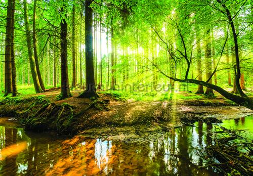 Creek fotobehang Bossen Kleurmijninterieur