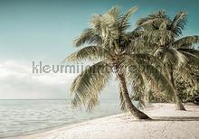 Palms on the beach in soft colors fototapet Kleurmijninterieur All-images