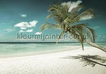 Beach with palmtree in soft colors fotomurais Kleurmijninterieur telhas 