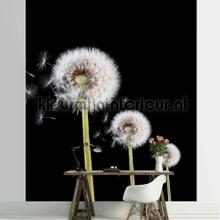 Dandelions on black background fototapeten Landscape Kleurmijninterieur