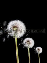 Dandelions on black background fototapet Kleurmijninterieur All-images