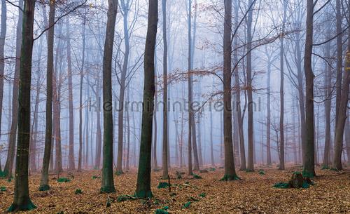 Dim forest blue fotobehang Bossen Kleurmijninterieur