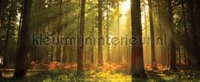  fototapeten Wald Kleurmijninterieur