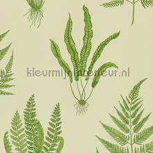 Woodland ferns Green papel de parede Sanderson Vendimia Velhos 