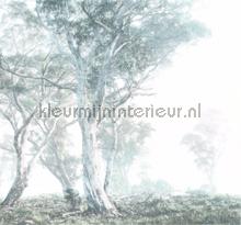Magic trees fotobehang Komar Bossen 