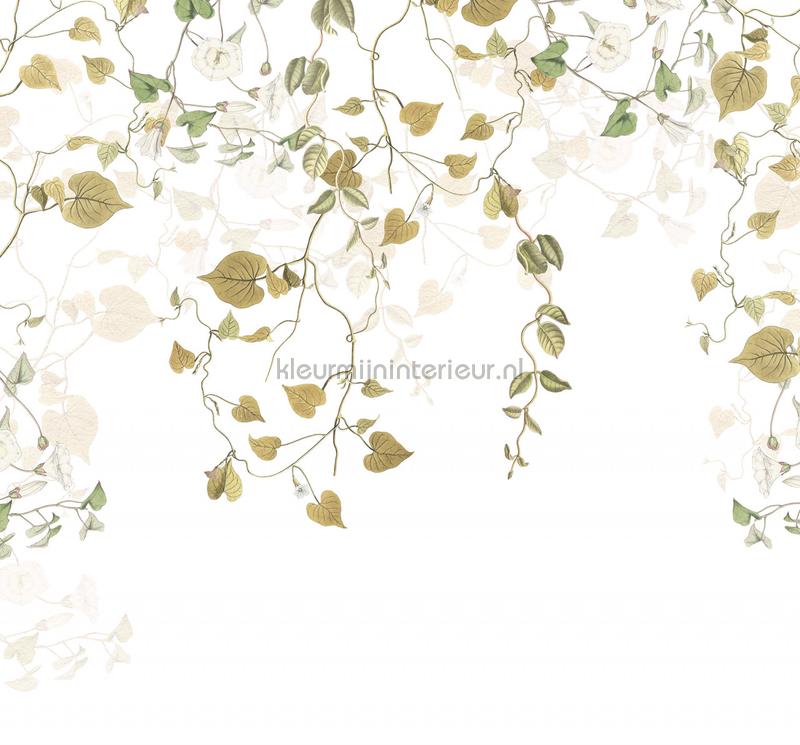Hedera fotomurali R3-025 Fiori - Pianta Komar