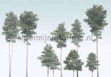 Pines papier murales Komar RAW R4-040