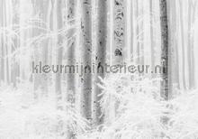 Winter wood papier murales Komar RAW R4-043