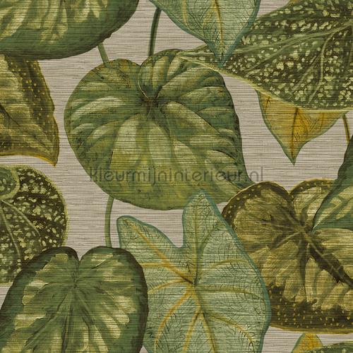 Tropical leaves wallcovering TA25052 Hookedonwalls