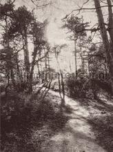 Into the woods fotomurali Eijffinger Sun Mare Spiaggia 