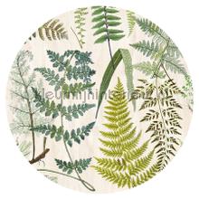 Herbarium 100 cm vinilo decorativo Eijffinger para ventanas 