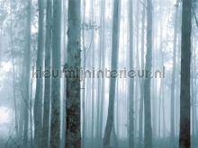 Mysterious forest fotomurali Eijffinger Sun Mare Spiaggia 