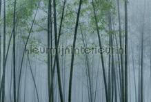 In the bamboo 2 fototapeten AS Creation weltkarten 