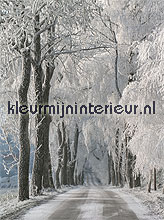 snowy road fotomurales Noordwand Evolutions II 1176